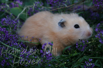 Amber- Black Eyed Cream Black Longhaired Syrian Hamster
